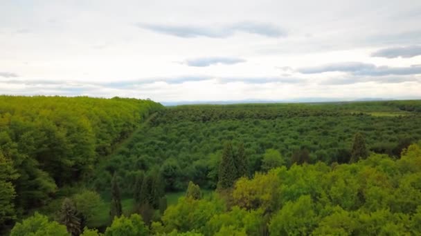 Vista aérea sobre árvores verdes floresta durante o dia na primavera no oeste da Ucrânia — Vídeo de Stock