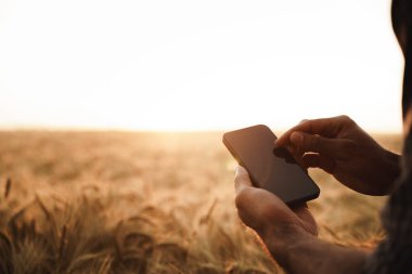 Adam gün batımında buğday tarlasında dururken akıllı telefon kullanıyor.