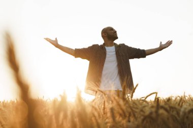 Genç adam gün batımında buğday tarlasında duruyor.