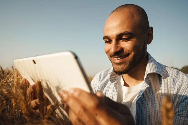 Digitális tablettát használó férfi búzamezőn naplementekor — Stock Fotó