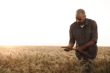 Genç adam gün batımında buğday tarlasında duruyor.