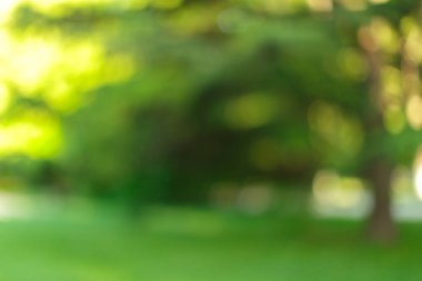 Güneşli bir günde parktaki bulanık ağaçlar ve bitkiler