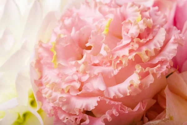 Close up of chrysanthemum — Stock Photo, Image