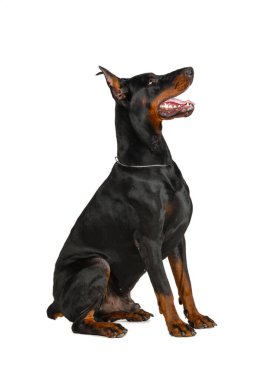 Doberman beyaz arkaplanda izole edildi