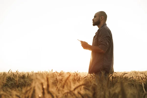 Férfi használ okostelefon, miközben áll a búza területen naplementekor — Stock Fotó
