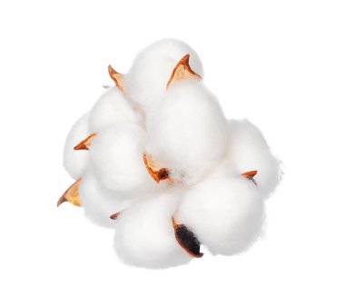 Beyaz arkaplanda pamuk çiçekleri