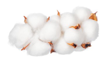 Beyaz arkaplanda pamuk çiçekleri