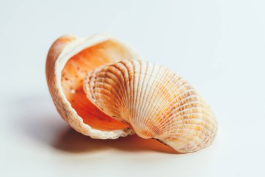 beyaz arkaplanda deniz kabuğu