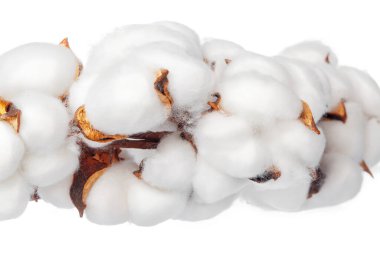 Beyaz arkaplanda pamuk çiçekleri