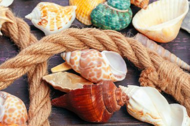 Renkli ahşap zemin üzerinde farklı deniz kabukları