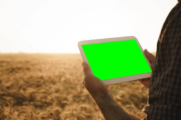Közelkép a gazdák kezét gazdaság tabletta zöld képernyő a búzamezőn — Stock Fotó