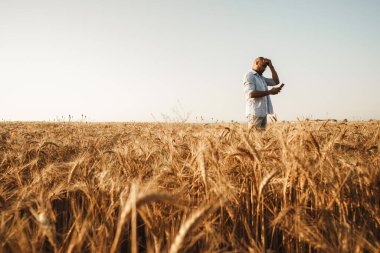 Adam gün batımında buğday tarlasında dururken akıllı telefon kullanıyor.