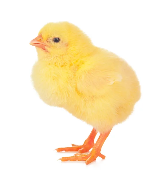 Frango amarelo pequeno isolado em um fundo branco. — Fotografia de Stock