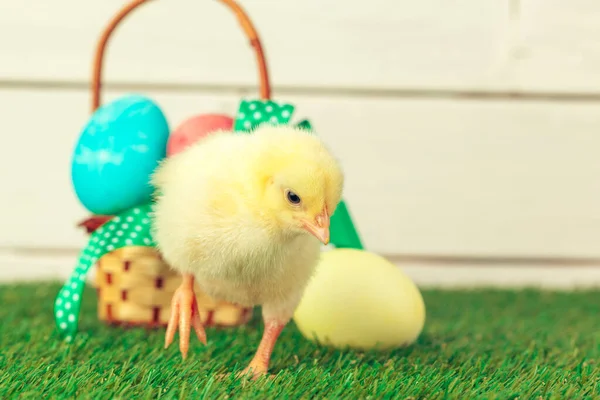 Ovos de Páscoa e galinhas na grama verde — Fotografia de Stock