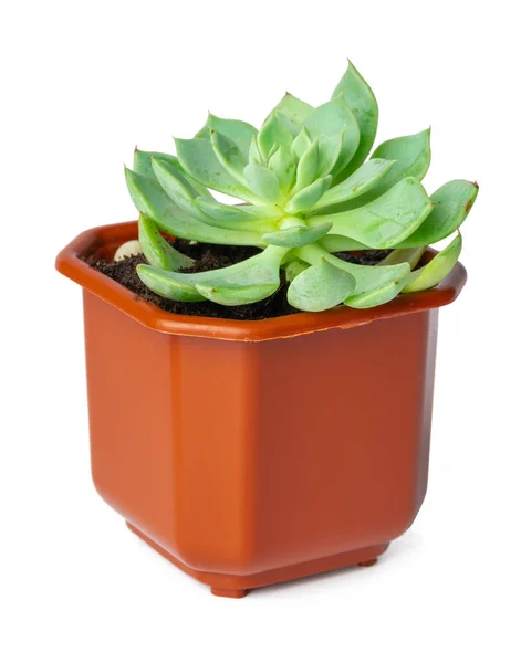 Planta suculenta em vaso isolada sobre fundo branco — Fotografia de Stock