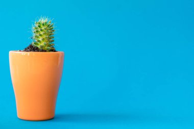 Mavi arka planda kilden bir saksının içindeki sulu bitki.