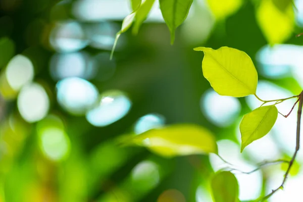 Close up of house plant branch with leaves in sunlight — Stock fotografie