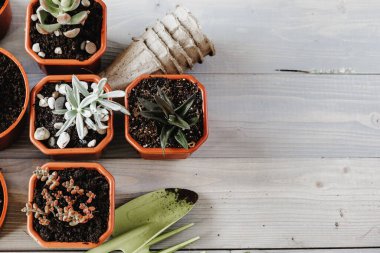 Bitki nakli için bahar hazırlığı. Ot, kürek, sulu şeyler.