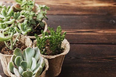 Sulu Çiçekli Ev Bitkiler Arka Plan Çeşitli Türü