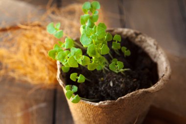 Kapalı kapta küçük yeşil filizler.