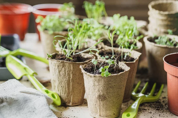 Planta en maceta de turba sobre una mesa de madera —  Fotos de Stock