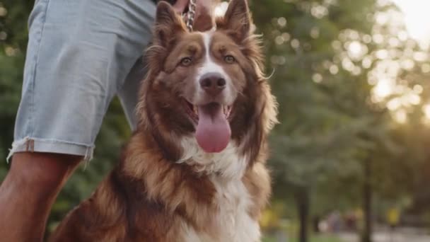 Close up de Border Collie cão com seu proprietário em passeio no parque — Vídeo de Stock