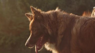 Sahibi parkta yürürken Border Collie 'nin köpeğini kapat.