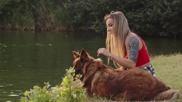 Mujer joven acariciando a su perro Border Collie mientras está sentado en la hierba en el parque — Vídeos de Stock