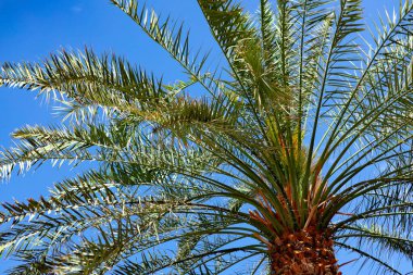 Mavi yaz gökyüzüne karşı palmiye ağacı