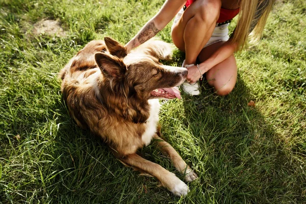 幼小的边境牧羊犬被拴在公园的皮带上 — 图库照片