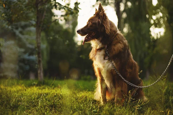 幼小的边境牧羊犬被拴在公园的皮带上 — 图库照片