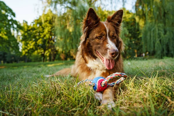 Tutup potret anjing perbatasan Collie di taman. — Stok Foto