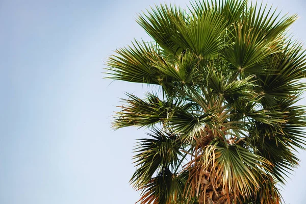 Palm tree against the blue summer sky — Stock Photo, Image