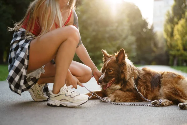 Anjing perbatasan Collie sedang berjalan-jalan di taman dengan pemiliknya — Stok Foto