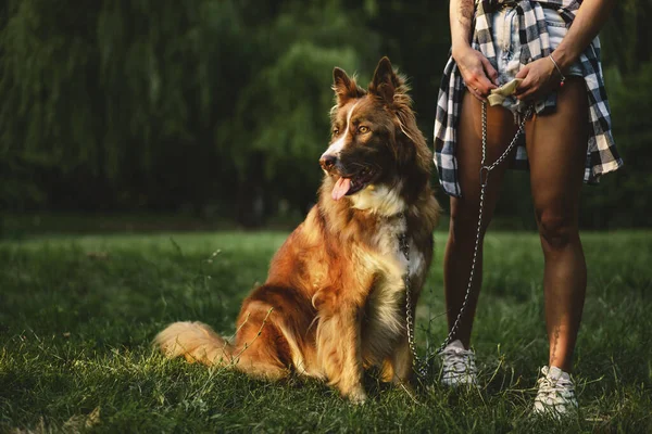 Border Collie dog on a walk in park with its female owner — Stock Photo, Image