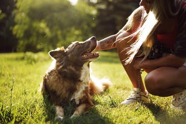 Cão de collie de borda jovem em uma coleira no parque — Fotografia de Stock