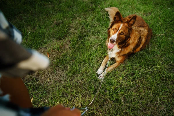 幼小的边境牧羊犬被拴在公园的皮带上 — 图库照片