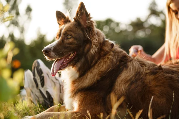 Tutup potret anjing perbatasan Collie di taman. — Stok Foto