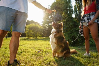 Parkta gülümseyen köpekleriyle oynayan genç mutlu çift.