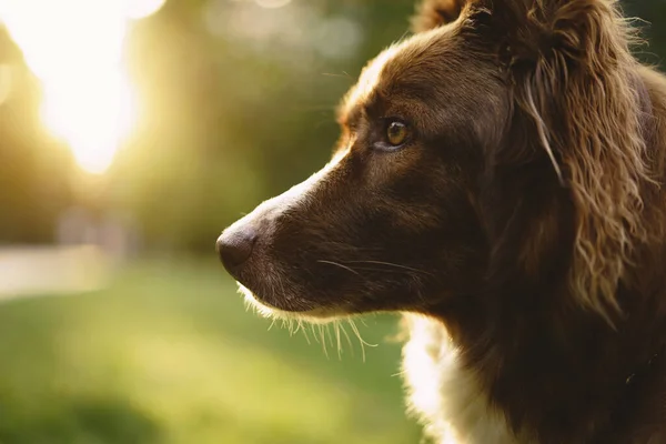 Tutup potret anjing perbatasan Collie di taman. — Stok Foto