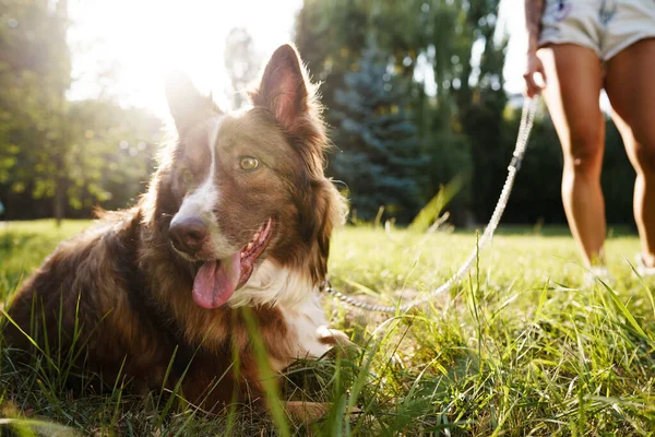 Border Collie dog on a walk in park with its female owner — Stock Photo, Image