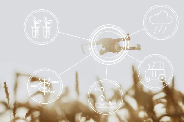 Drone volador sobre el campo de trigo. Concepto de innovaciones agrícolas y tecnológicas — Foto de Stock