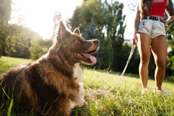 Border Collie dog on a walk in park with its female owner — Stock Photo, Image