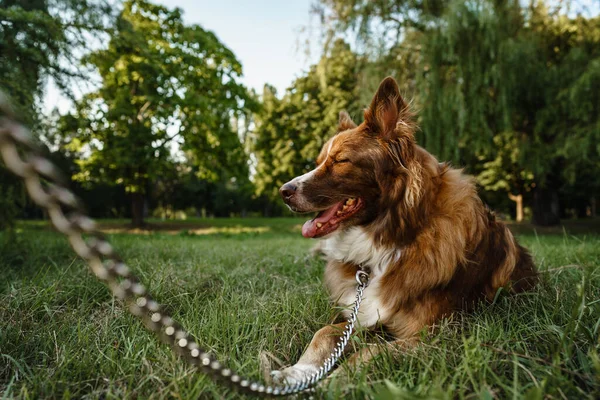 Anjing muda perbatasan collie pada tali di taman — Stok Foto