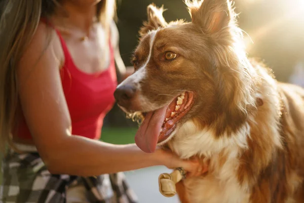 Border Collie perro en un paseo en el parque con su dueño femenino — Foto de Stock