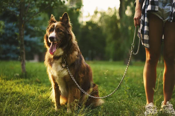 Fronteira Collie cão em um passeio no parque com seu proprietário do sexo feminino — Fotografia de Stock