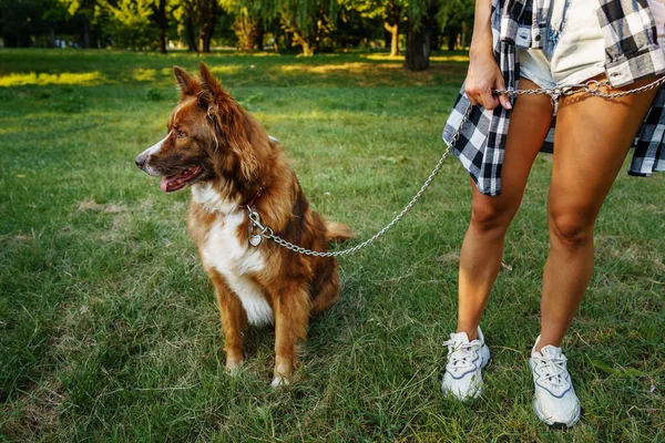 Border Collie perro en un paseo en el parque con su dueño femenino — Foto de Stock