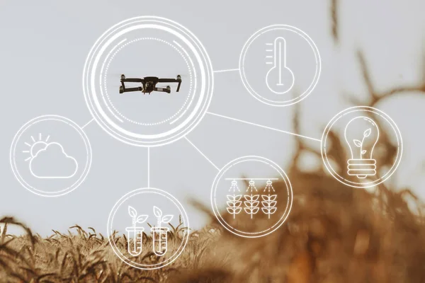 飞越麦田上空的无人机。农业和技术创新概念 — 图库照片