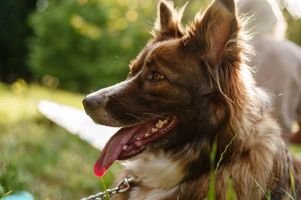 Anjing muda perbatasan collie pada tali di taman — Stok Foto