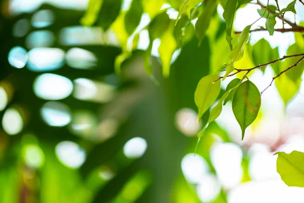 Close up of house plant branch with leaves in sunlight — Stock fotografie